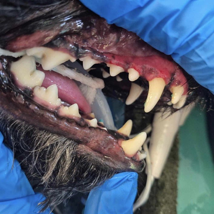 Pet dentistry after