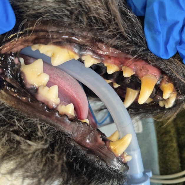 Pet dentistry before