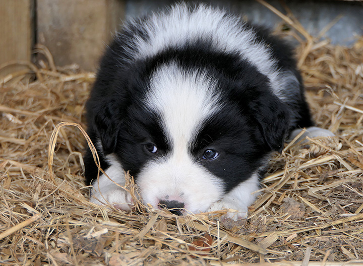 Vaccinations & Microchipping